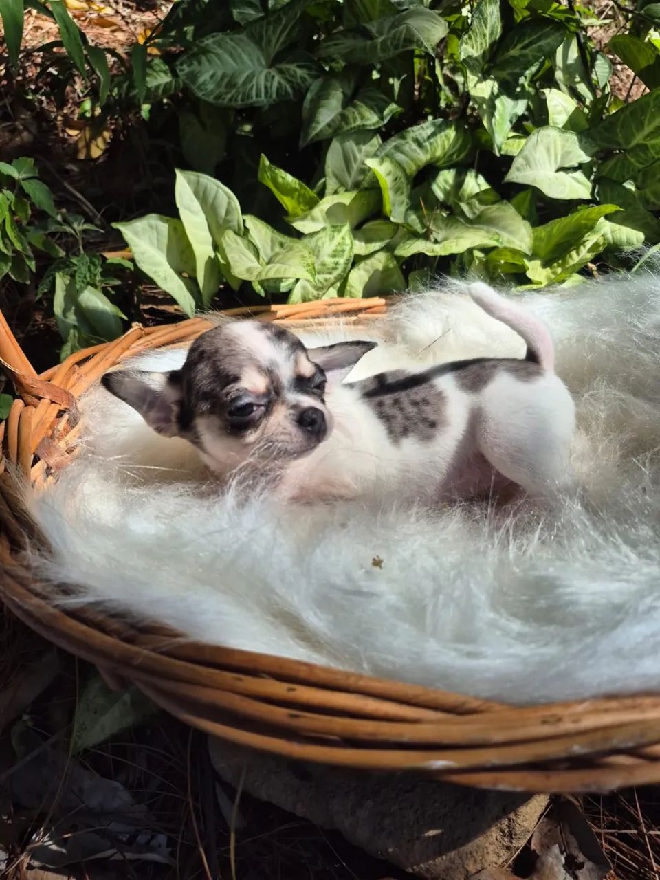 Chihuahua disponível  - Foto 4