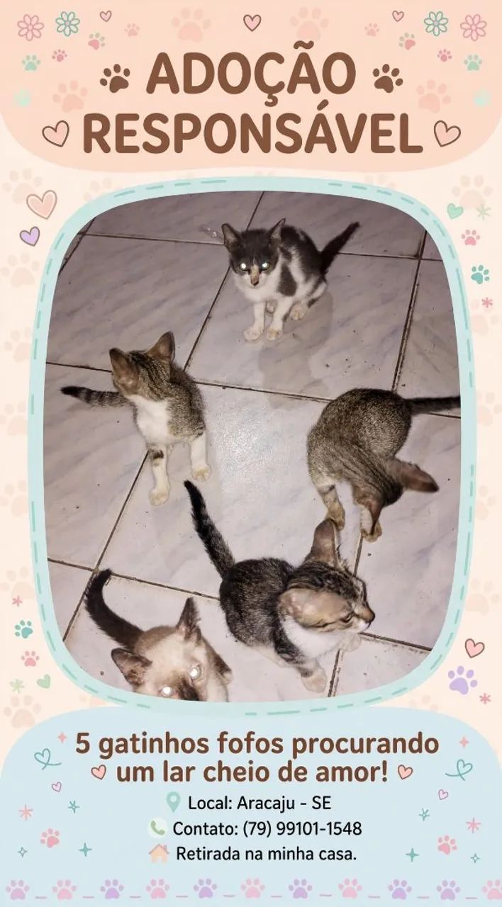 Adoção de 5 Gatinhos 