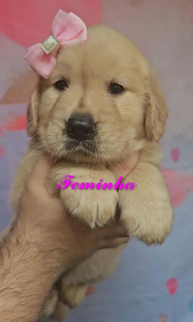 PRONTOS PARA ENTREGA Filhotes de Golden Retriever  - Foto 6