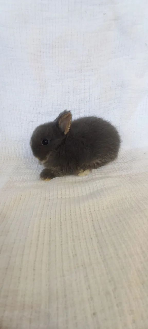 Netherland Dwarf  - Foto 2