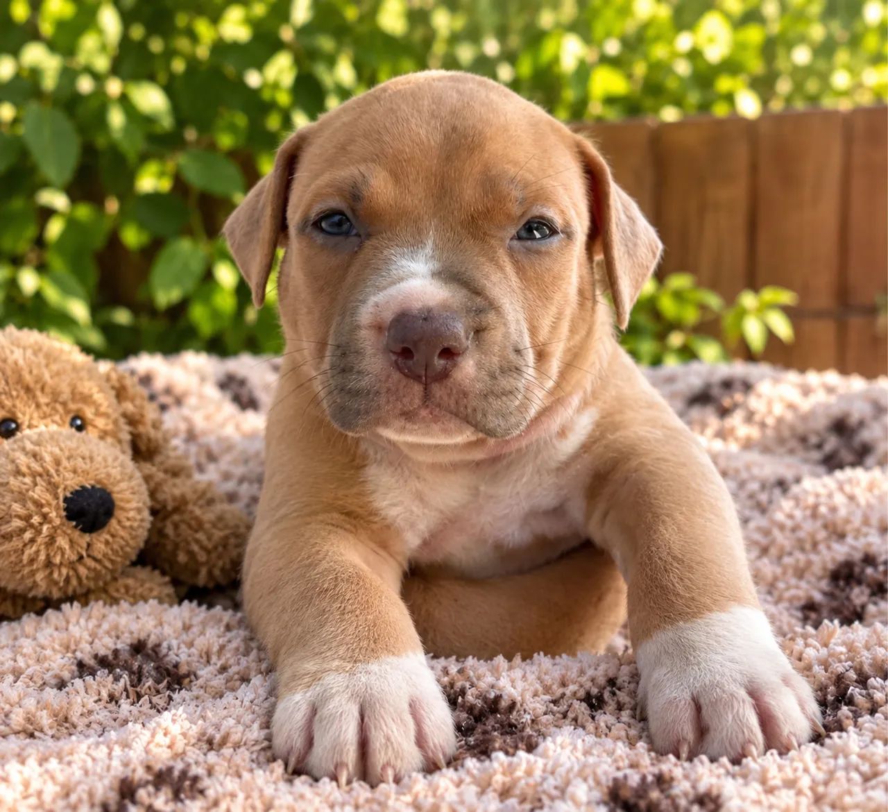 Vendo American bully - Foto 4
