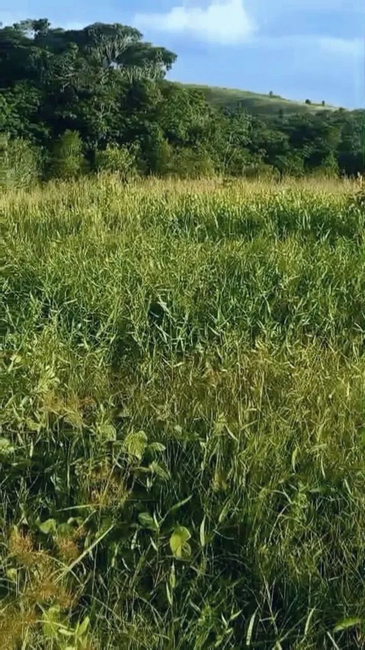 Sítio com 7 hectares em moreno 4,3 km da BR 232 - Foto 5