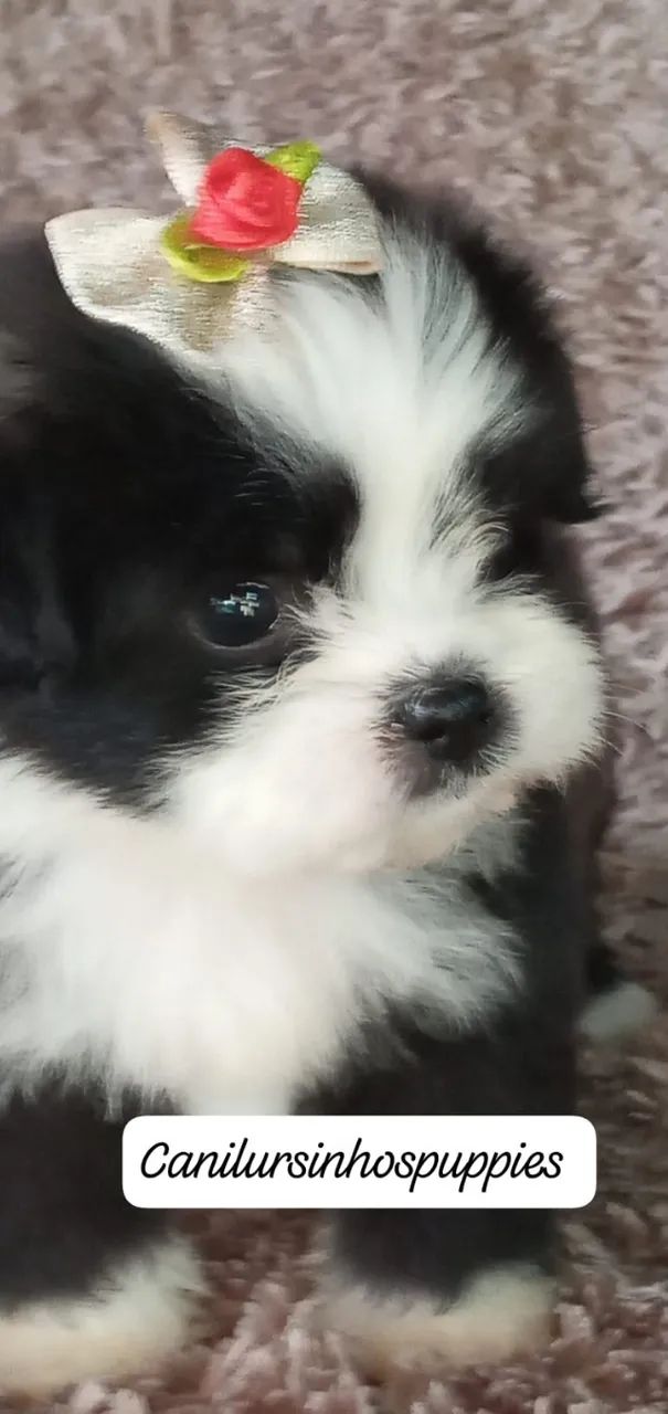 lhasa apso seu bebe esta aqui entrega já  - Foto 6