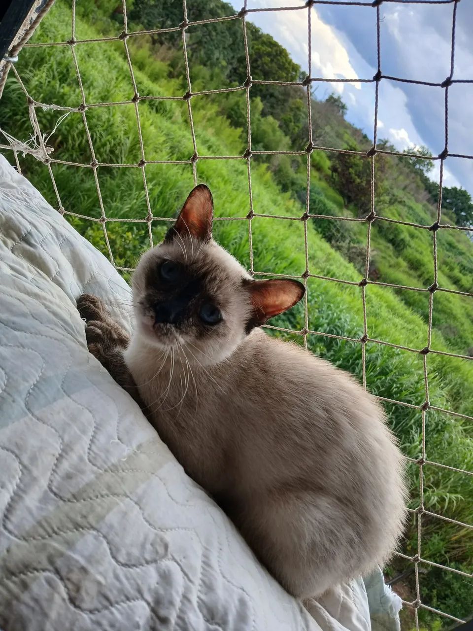 Gata para adoção  - Foto 6