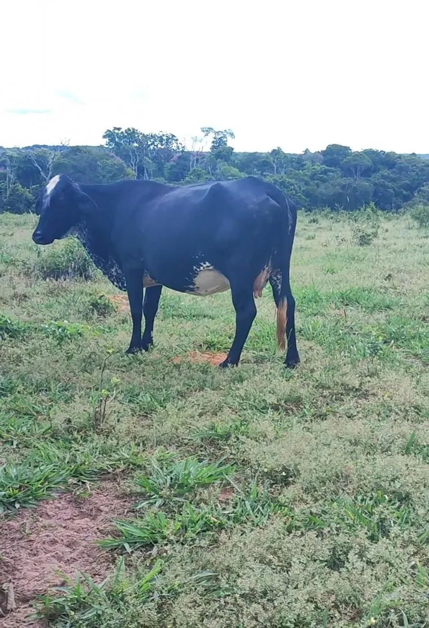Vacas leiteiras - Foto 3