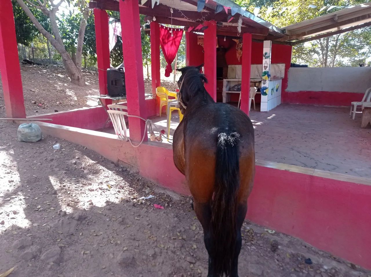 Cavalo Piquiras domado  - Foto 3