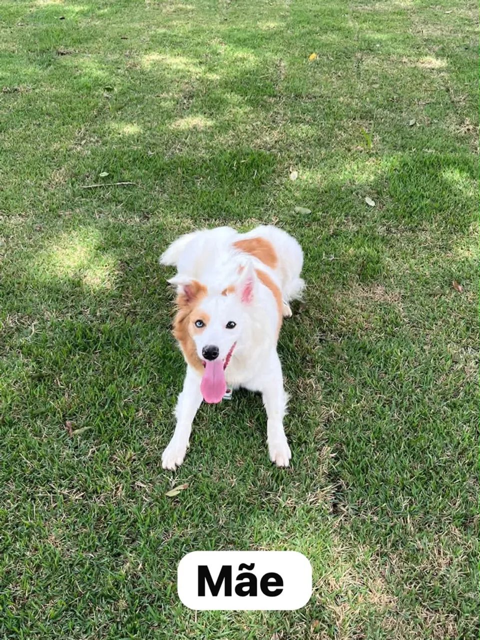 FILHOTE DE BORDER COLLIE  - Foto 5
