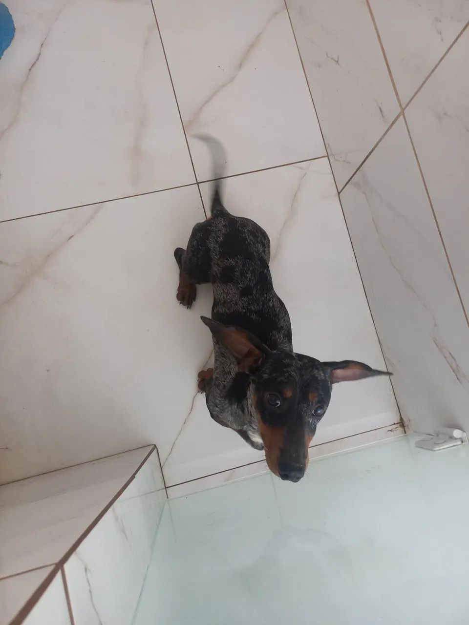 Salsicha arlequim machinho  - Foto 3