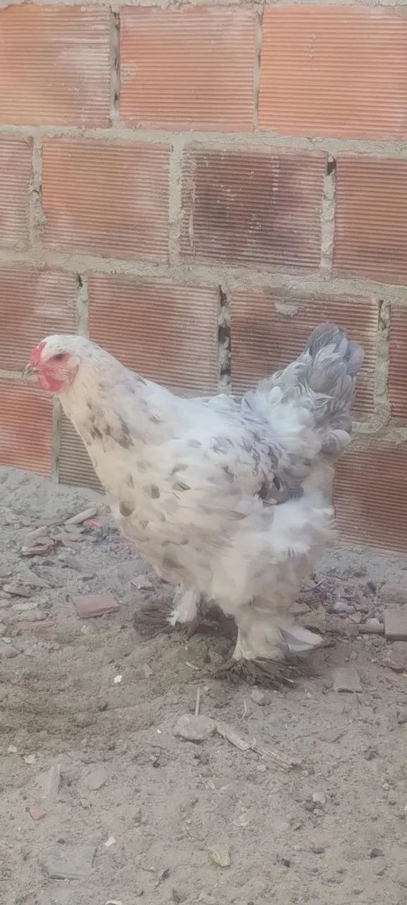 Galinha Brahma  - Foto 2