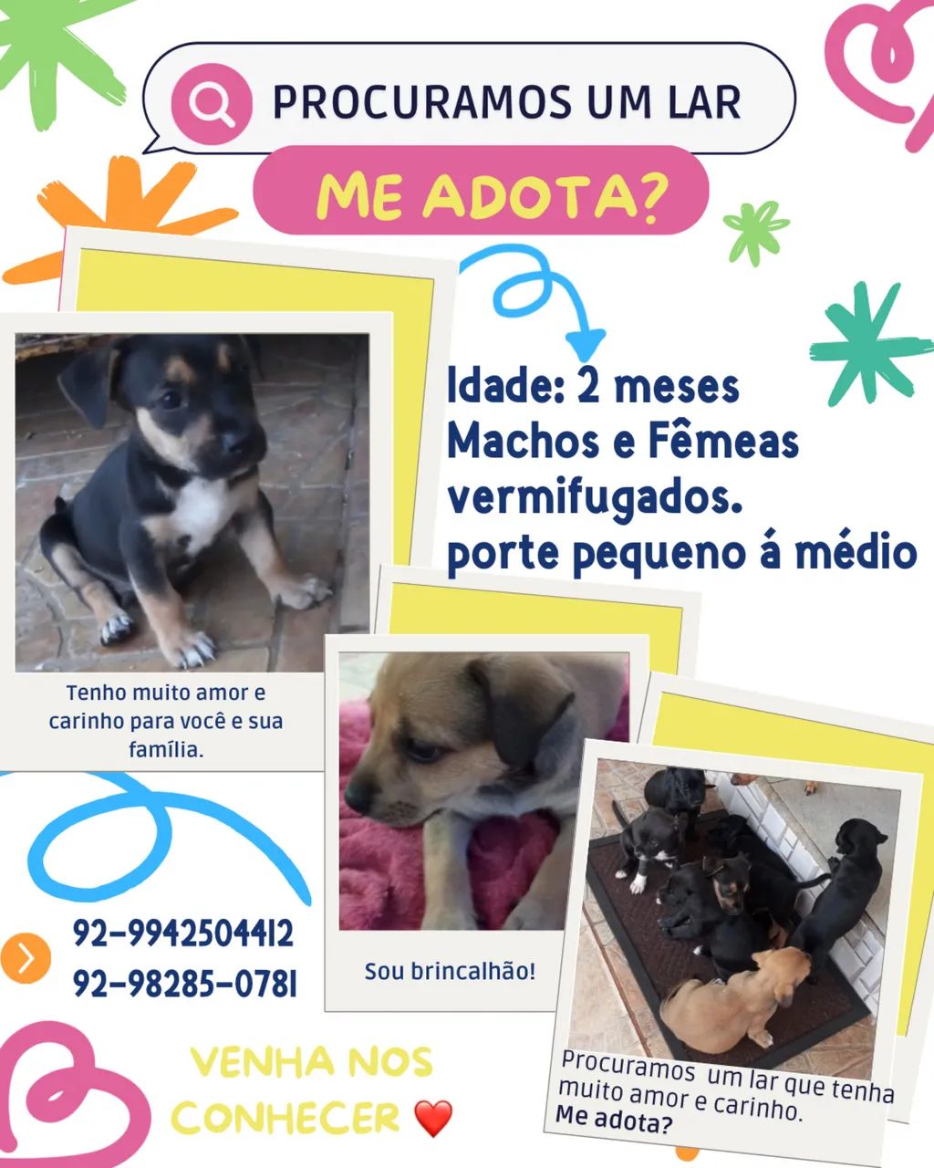 Doação de cachorro. 