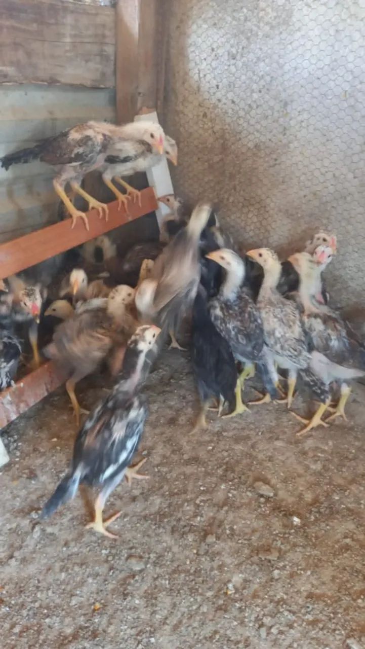 Franguinhos 
