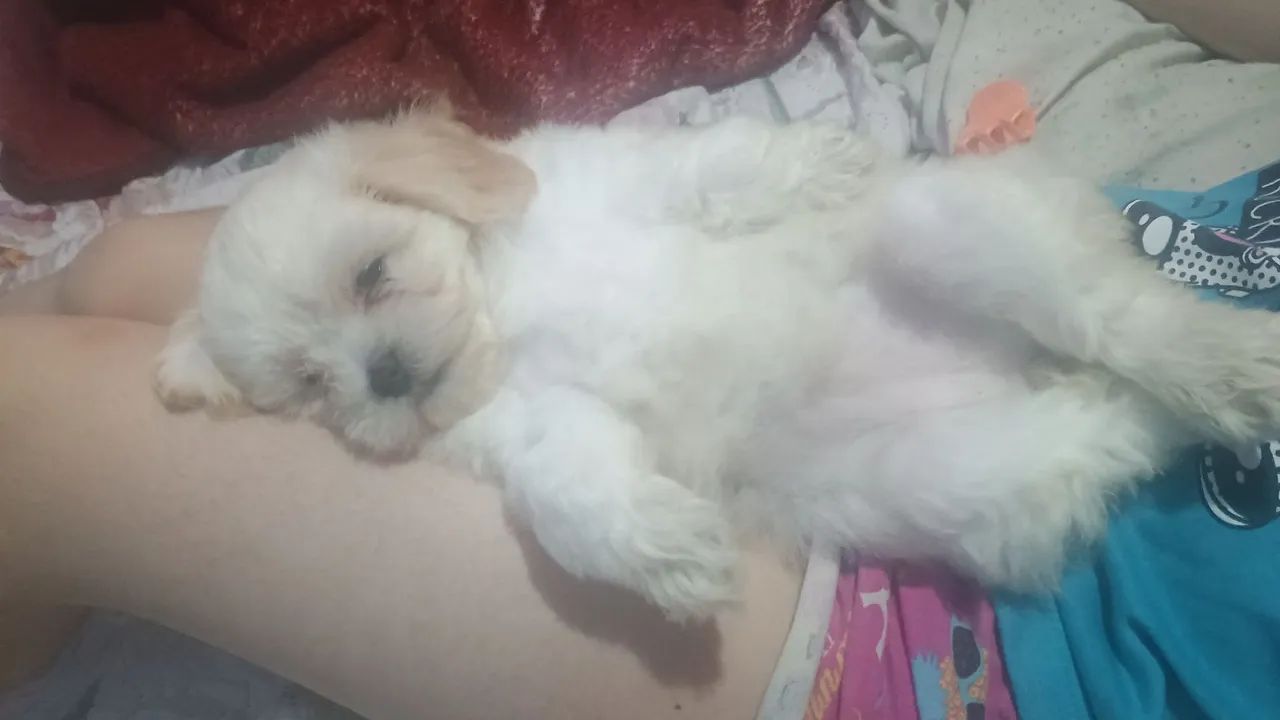 Vendo casal de poodle  - Foto 2