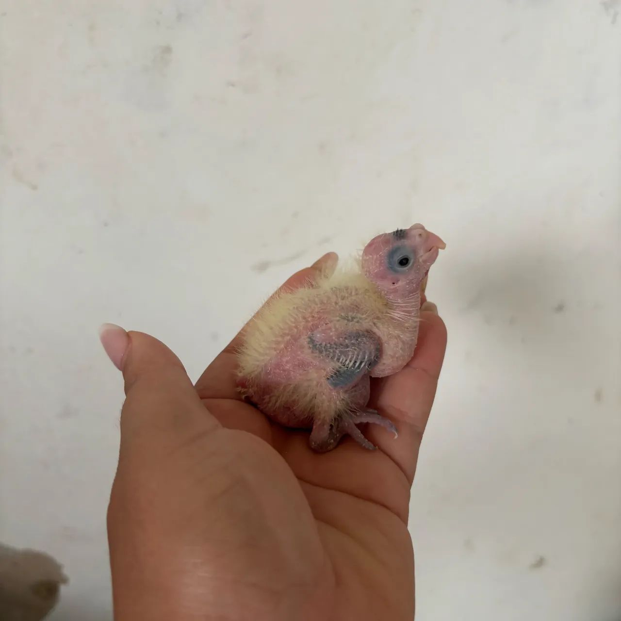 Interessados chamar no zap - Foto 3