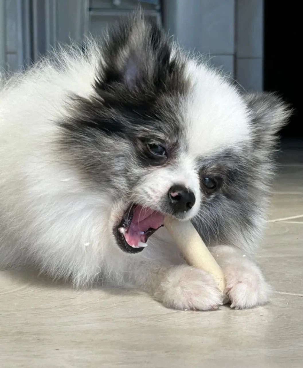 Lulu da Pomerânia mini (macho) - Foto 2