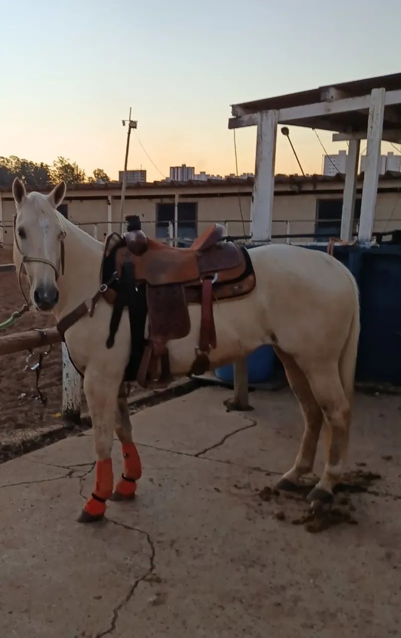 Égua Quarto de Milha 