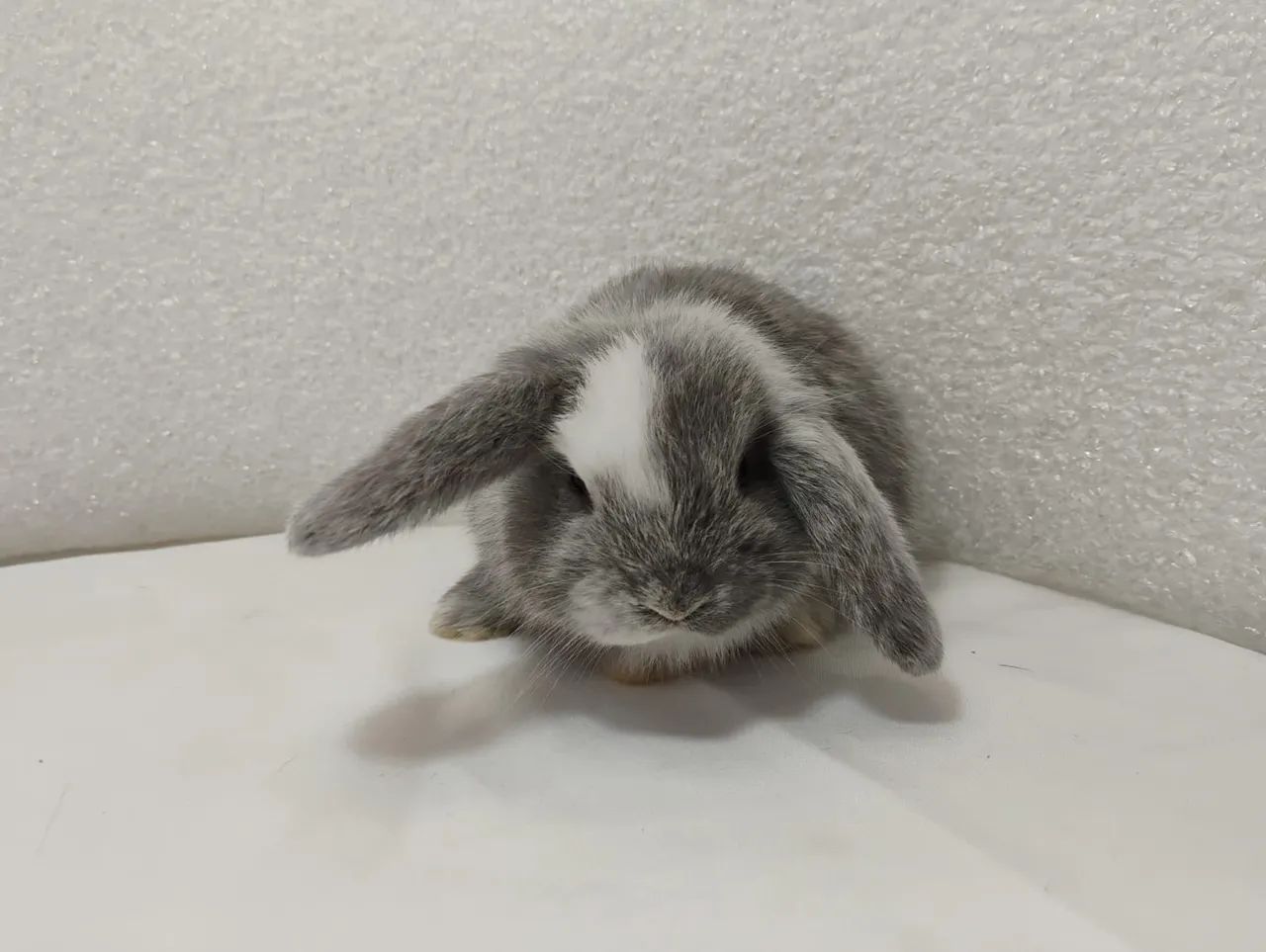 Mini Coelhos Mini Lop - Foto 3