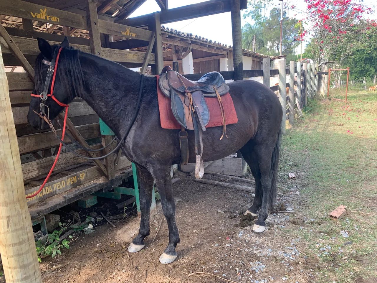 Cavalo preto Mangalarga marcha picada - Foto 2