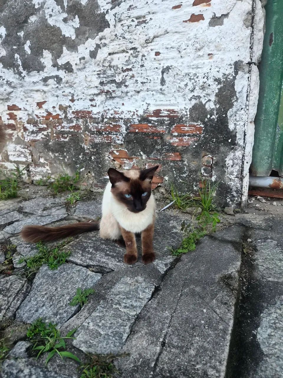 Adoção  - Foto 5
