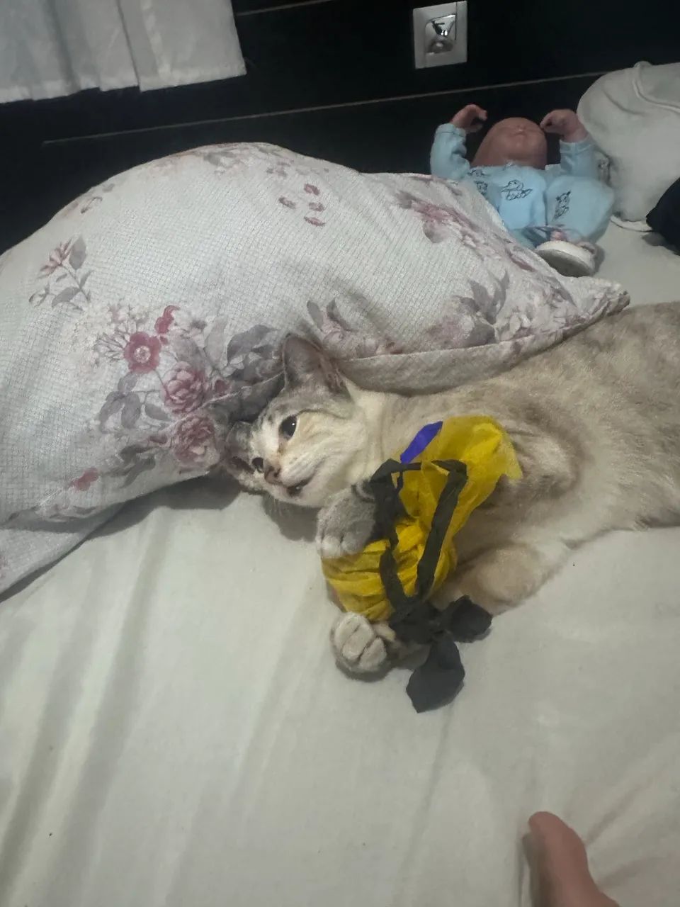 Doa-se gata castrada e muito dócil  - Foto 5