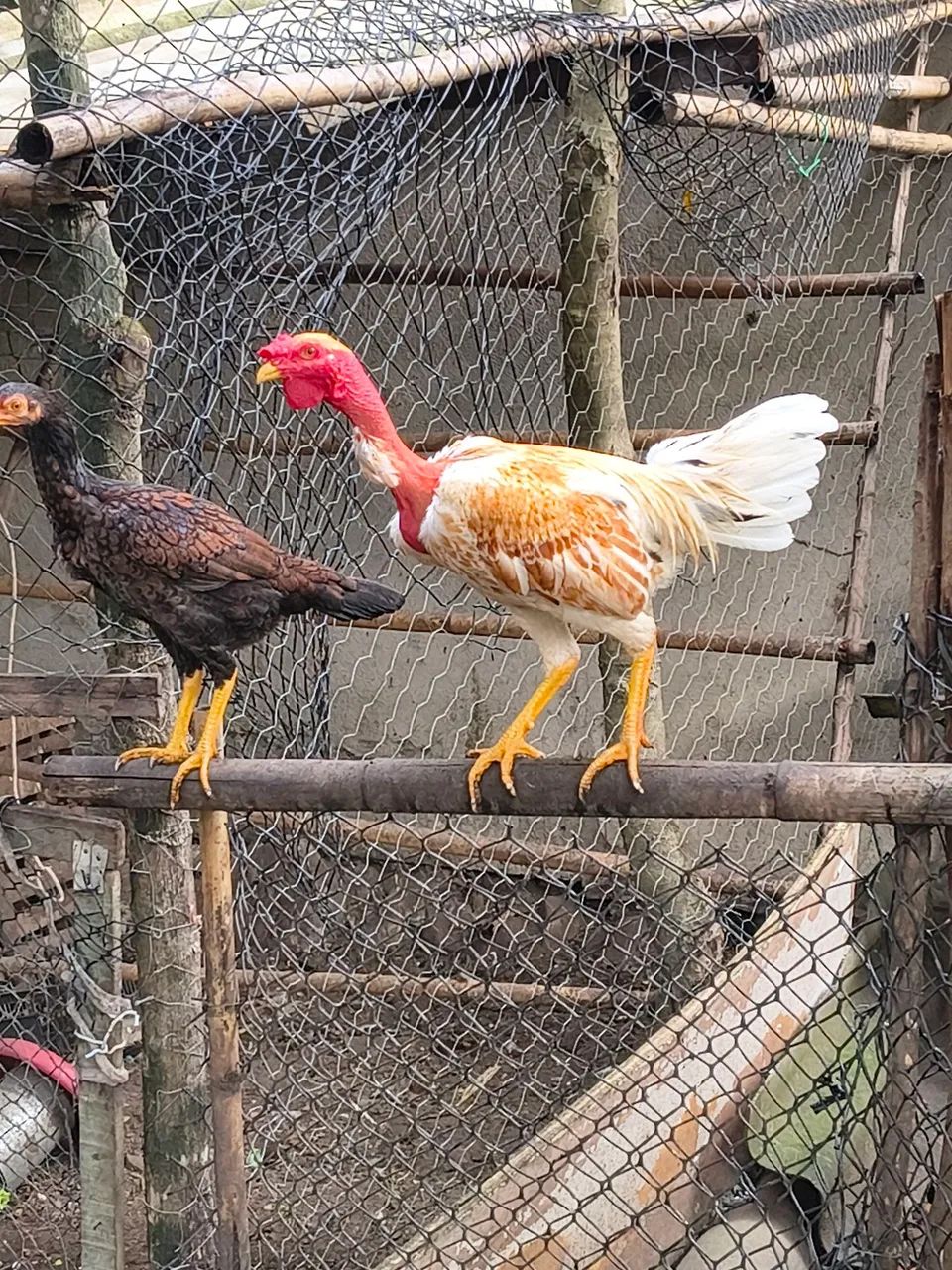 Vende-se dois galos! - Foto 4