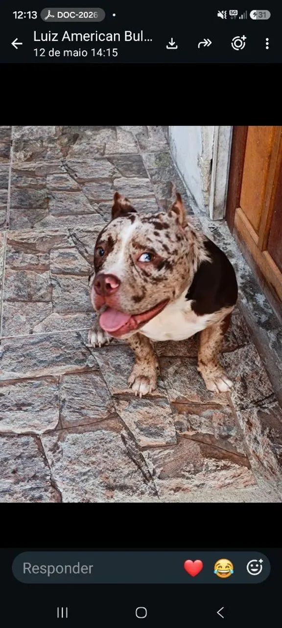 American Bully para cobertura  - Foto 2