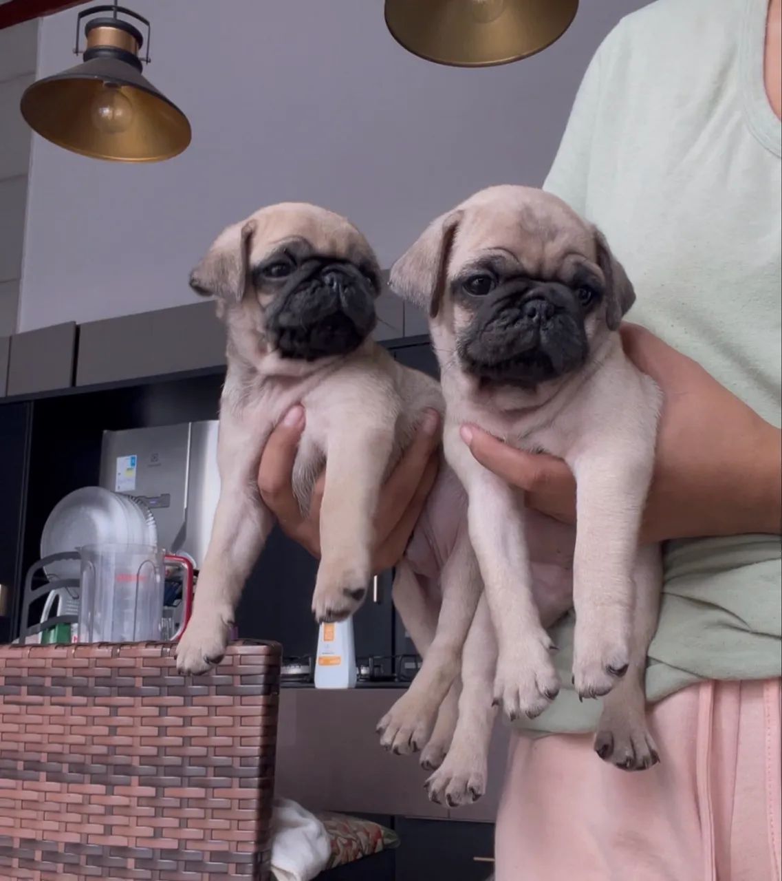 Pug  - Foto 2