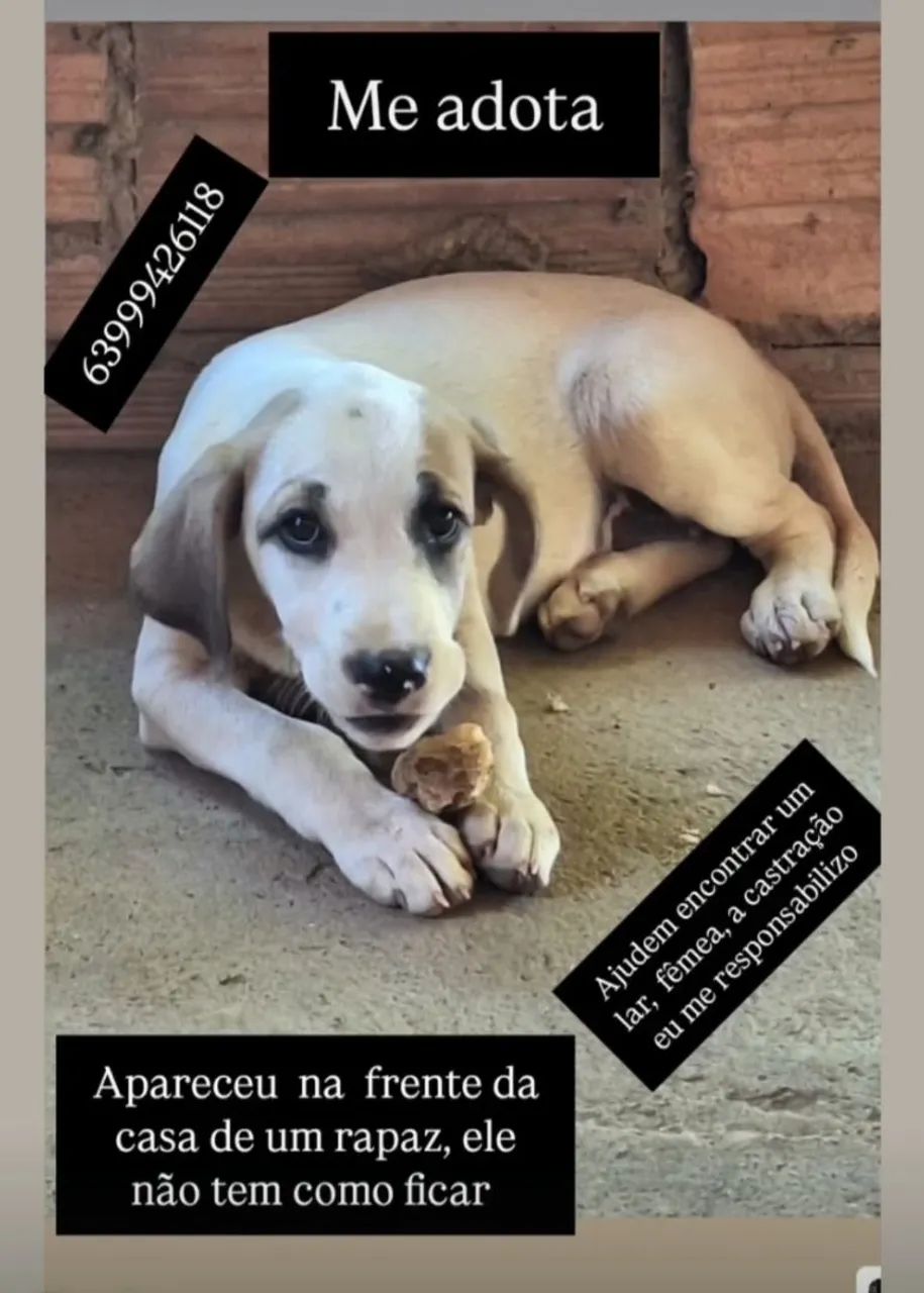 FILHOTINHA PARA ADOÇÃO!