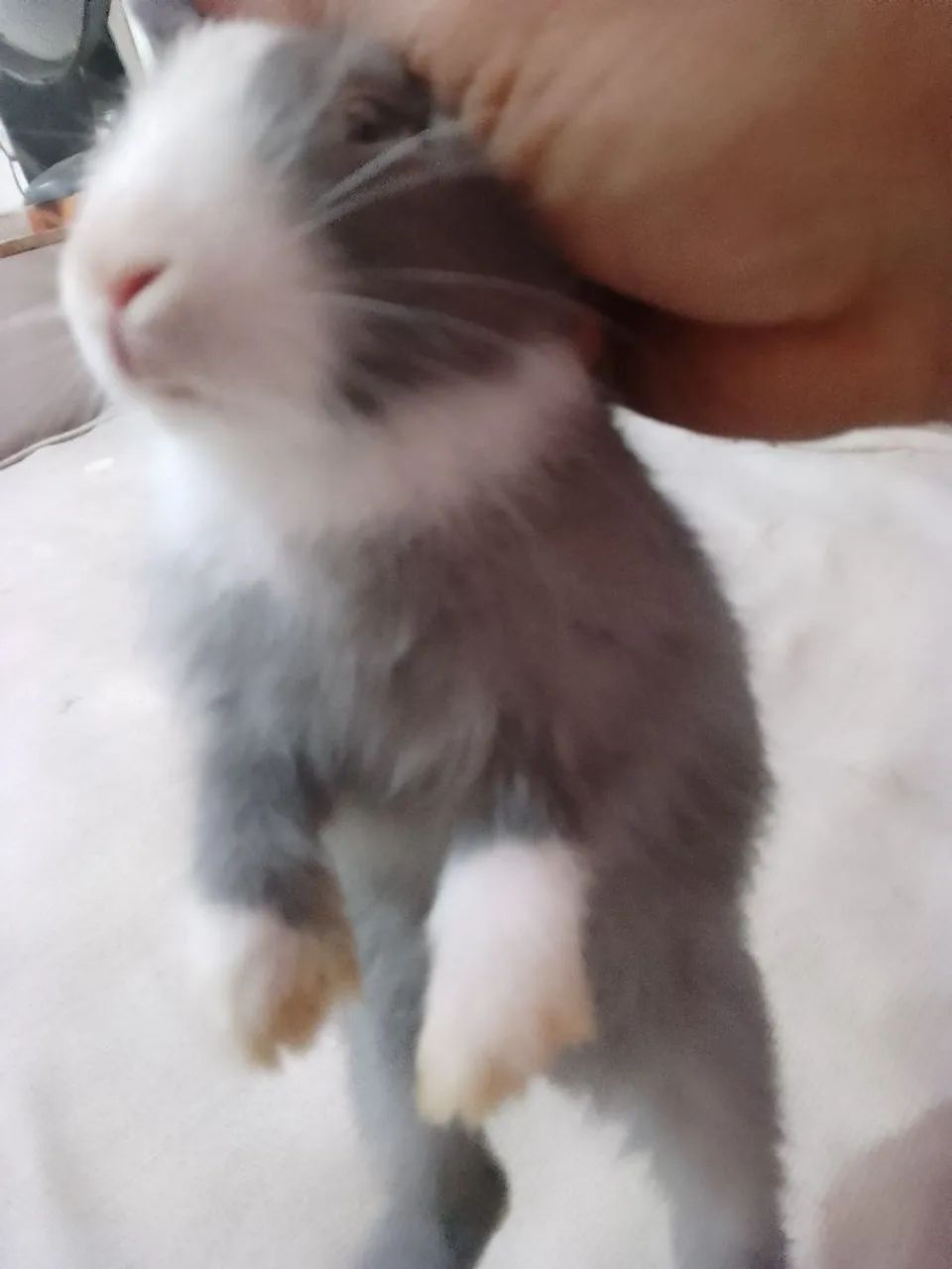 Coelho pet raça 