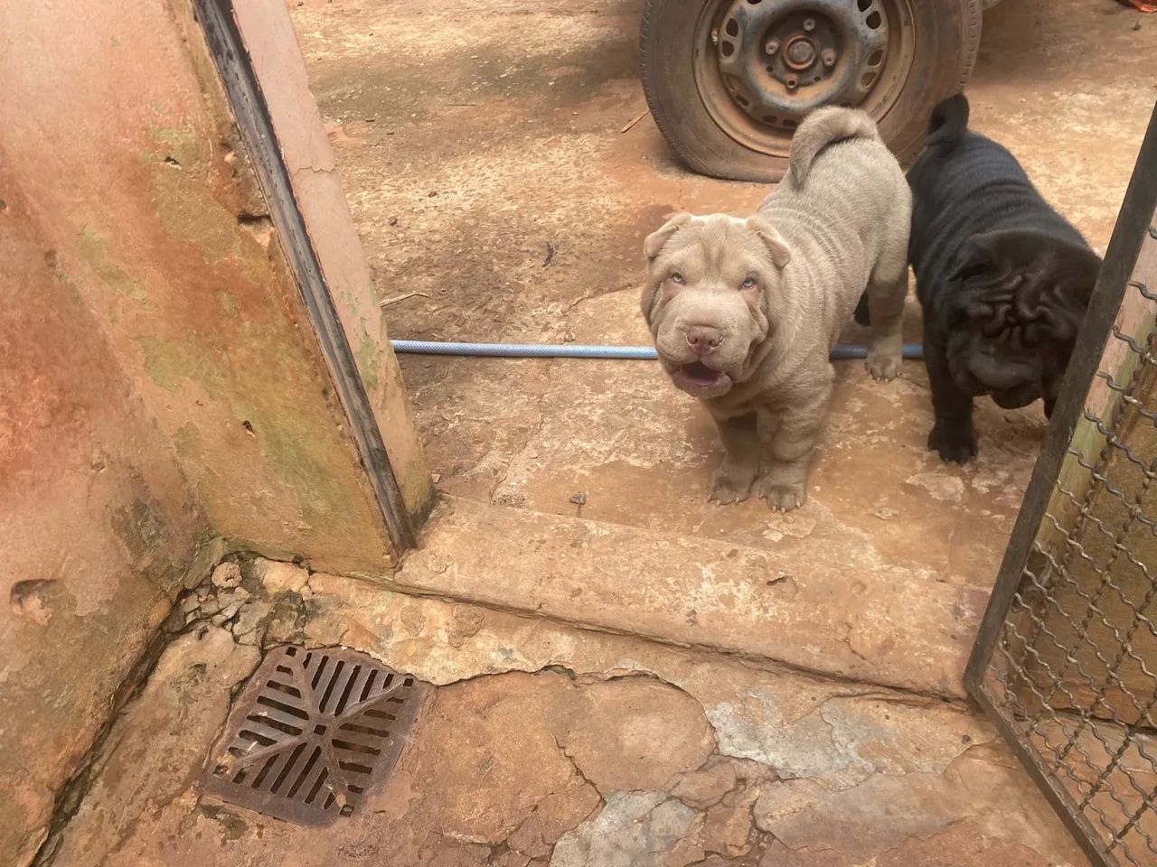 Shar pei - Foto 2