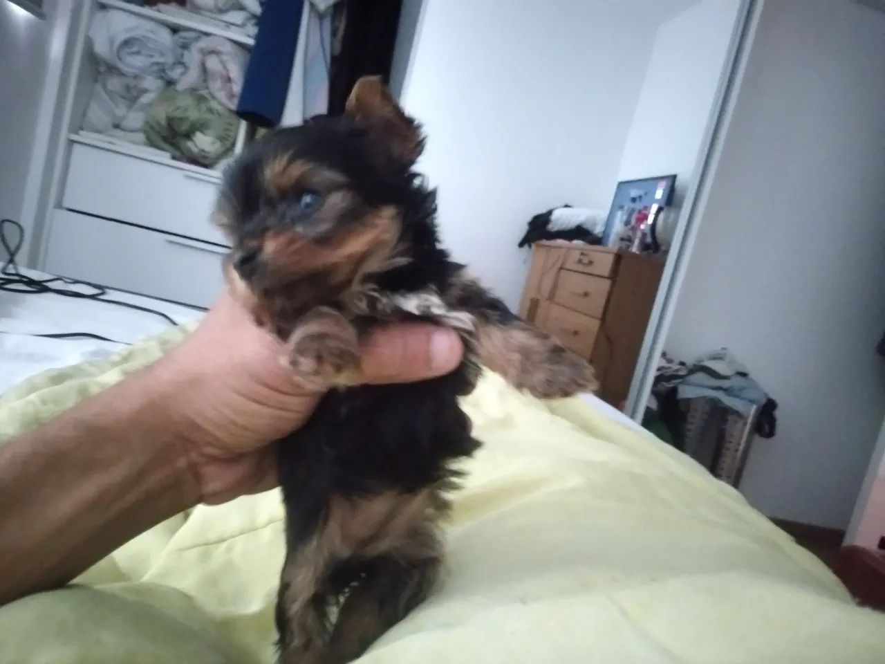 Yorkshire Mini Bibelô 
