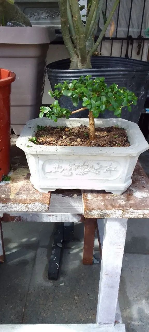 Bonsai