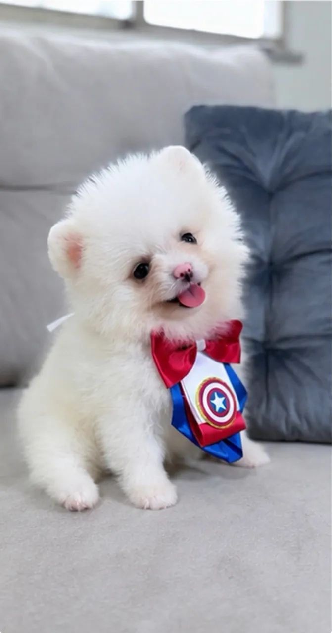 Lulu da Pomerania machinho - Foto 3