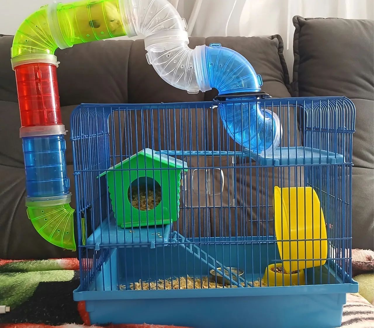 Hamster