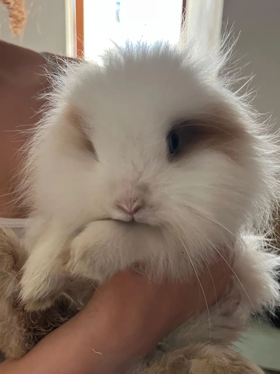 Filhote Coelho Lion - Adoção Responsável 