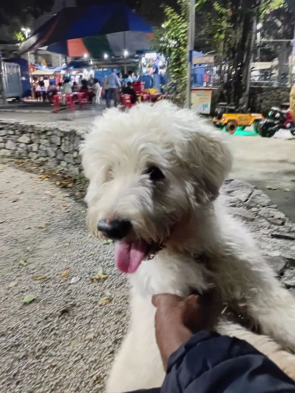 Doação de Poodle  - Foto 2