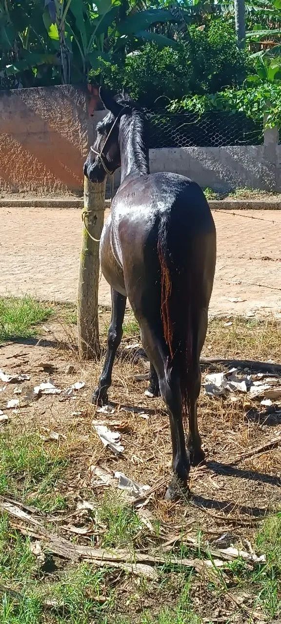 Pordo de 1 ano e 6 meses  - Foto 2