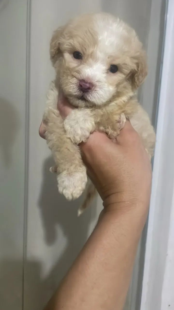 Poodle toy  - Foto 2
