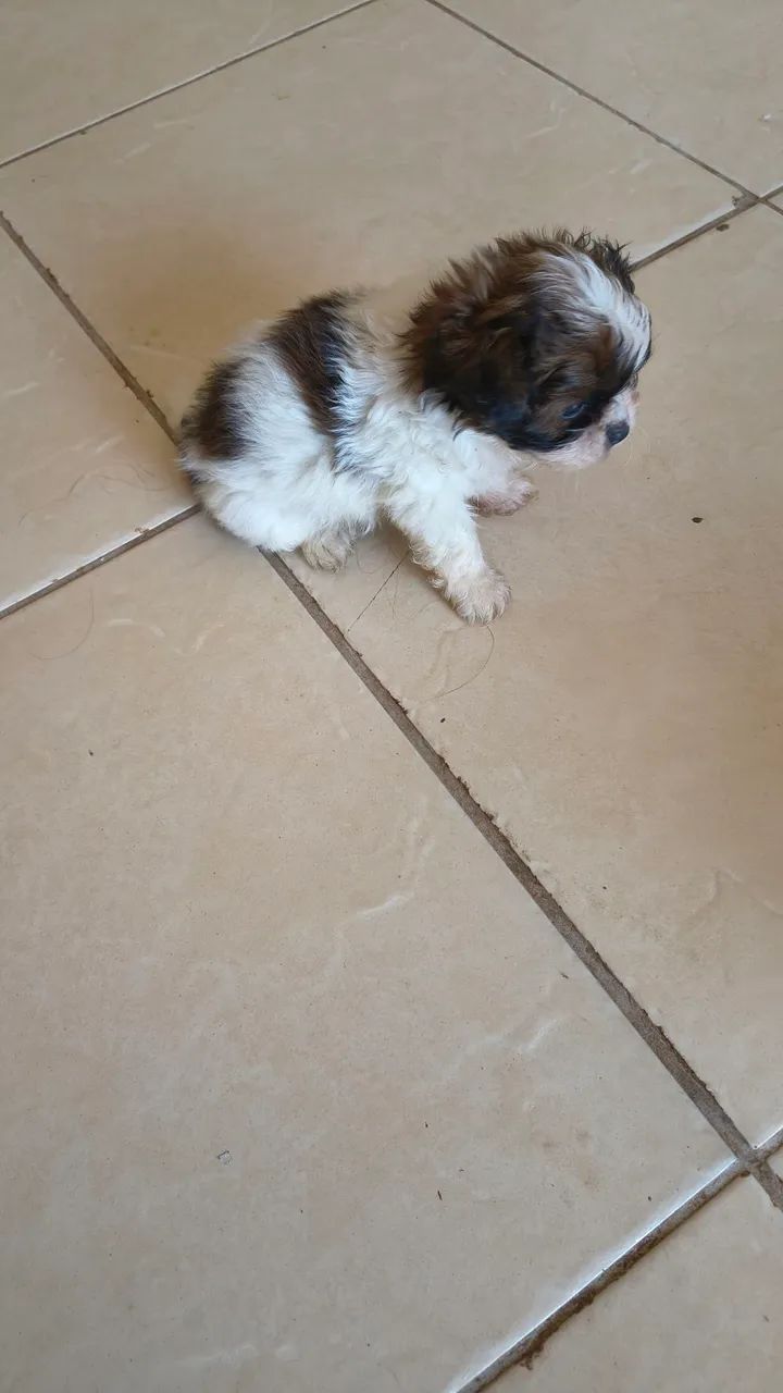 Vende Shitzu  - Foto 3