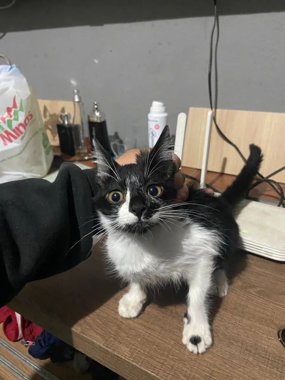 Gatos para adoção responsável  - Foto 2