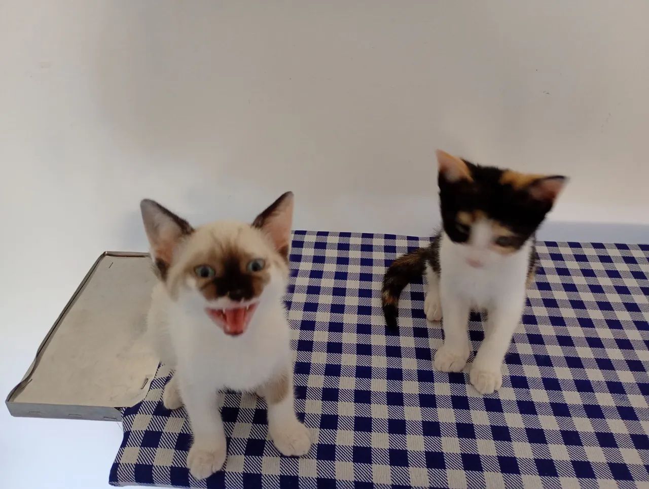 Gatas para adoção - Foto 5