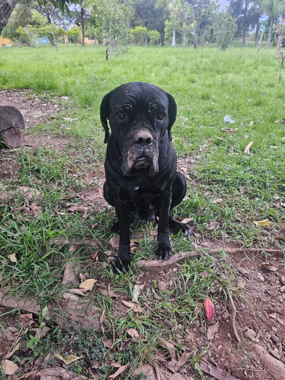 Filhote de Cane Corso  - Foto 3