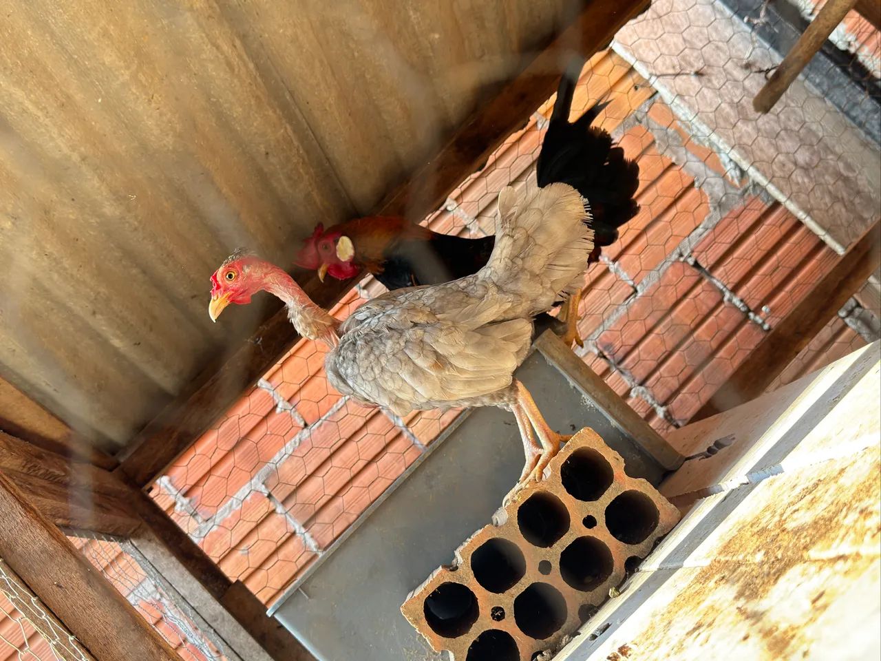 Galinhas garnisés  - Foto 4