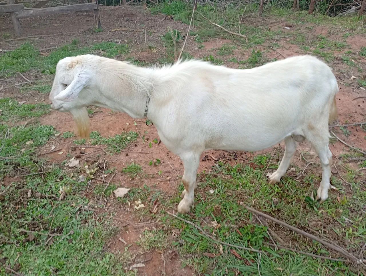 Bode sanee puro - Foto 2