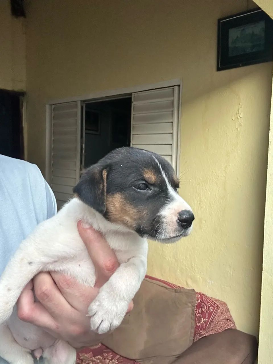 Fox Paulistinha 