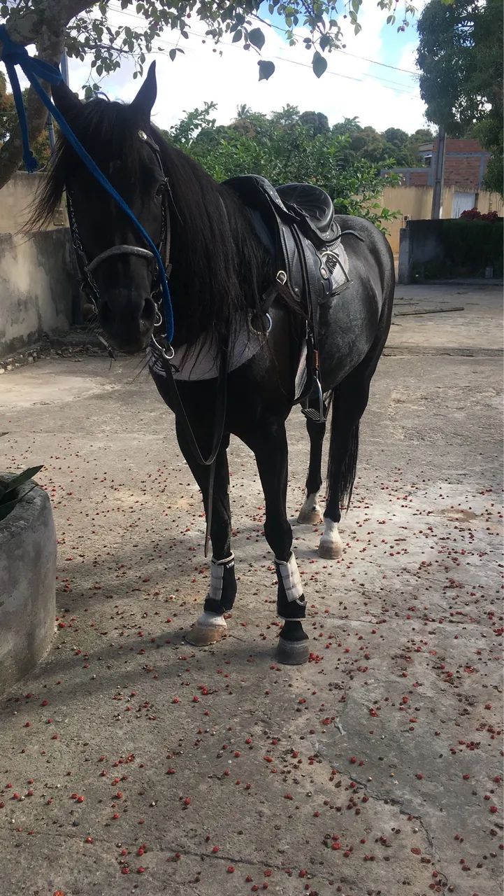 CAVALO QM PRETO  - Foto 3