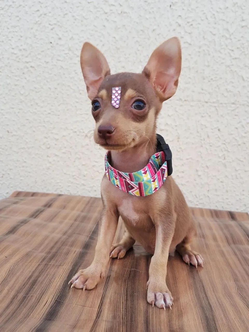 Pinscher n°0 - Foto 4