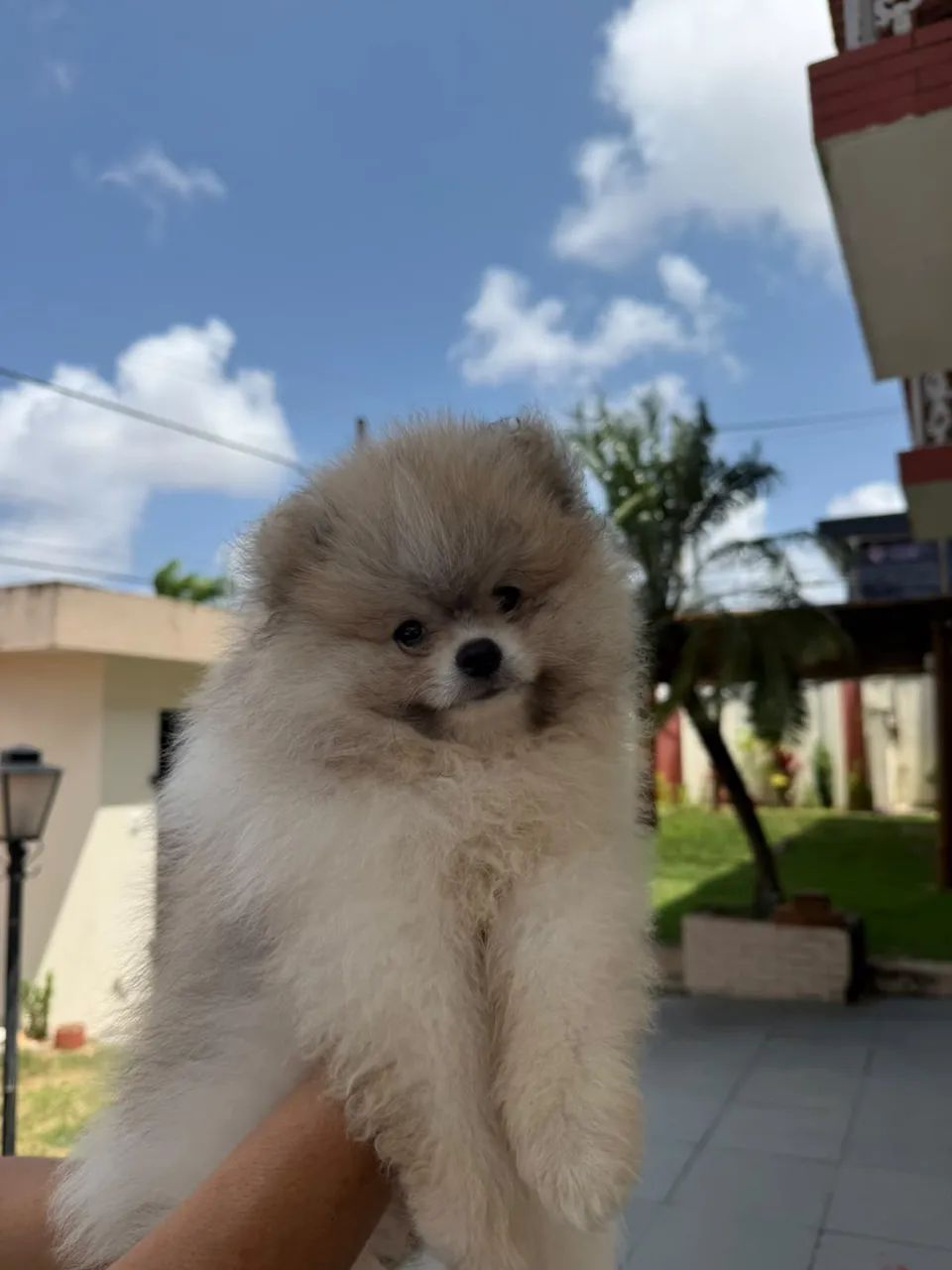 SPITZ ALEMÃO DISPONÍVEL  - Foto 3