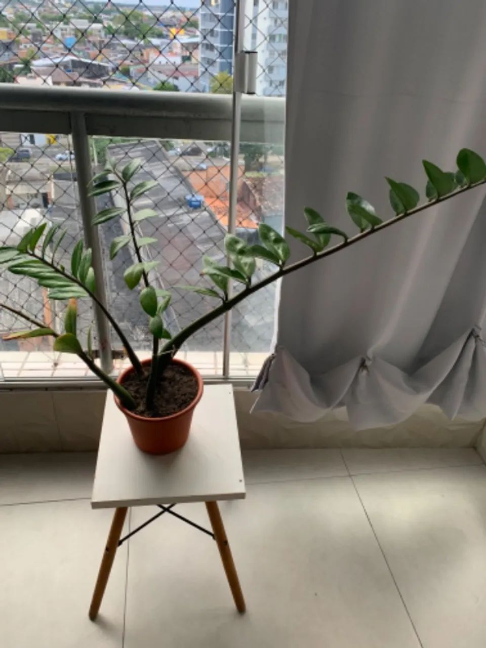 Planta da prosperidade completa  - Foto 2