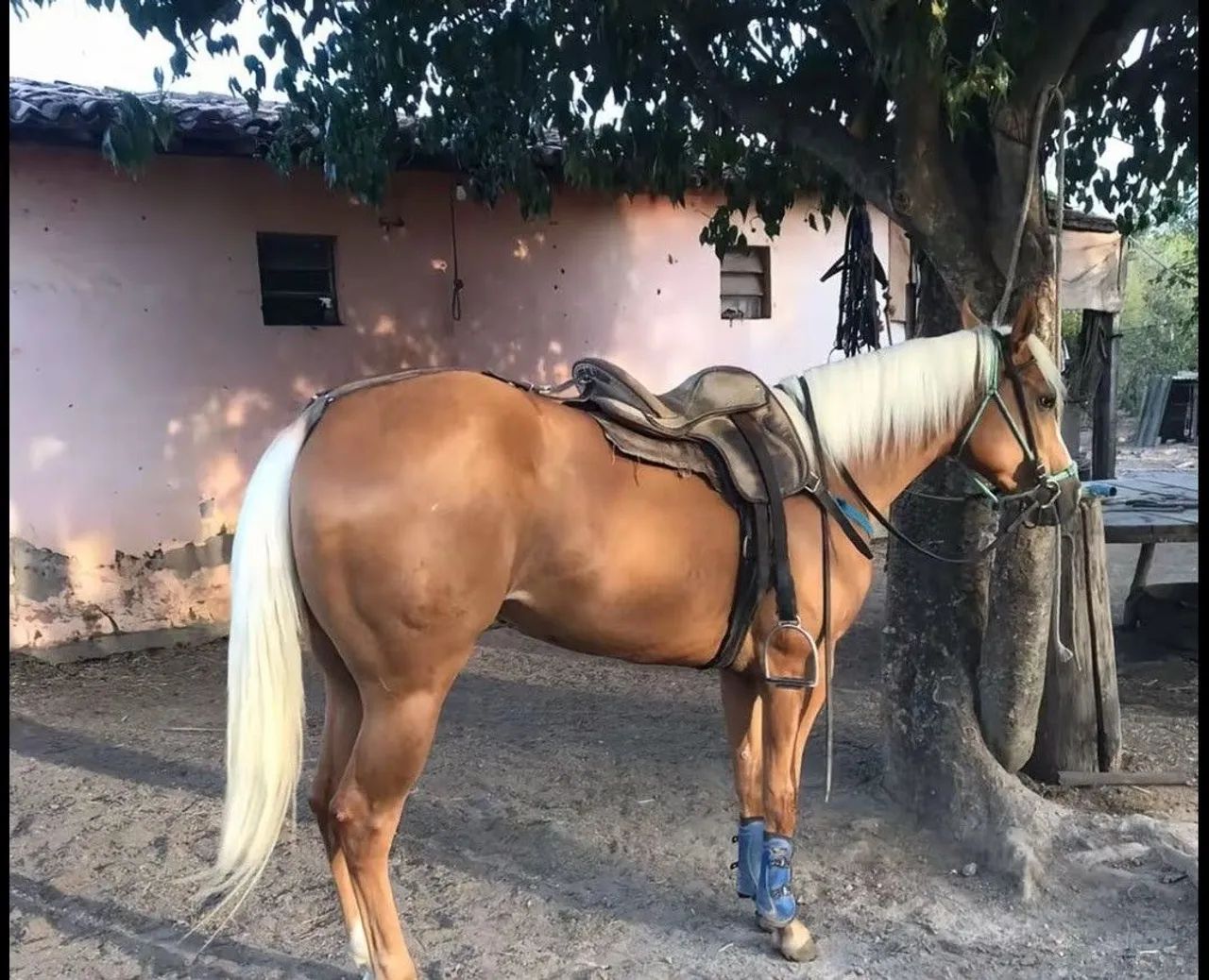 Vende-se Poltra Silver Lena