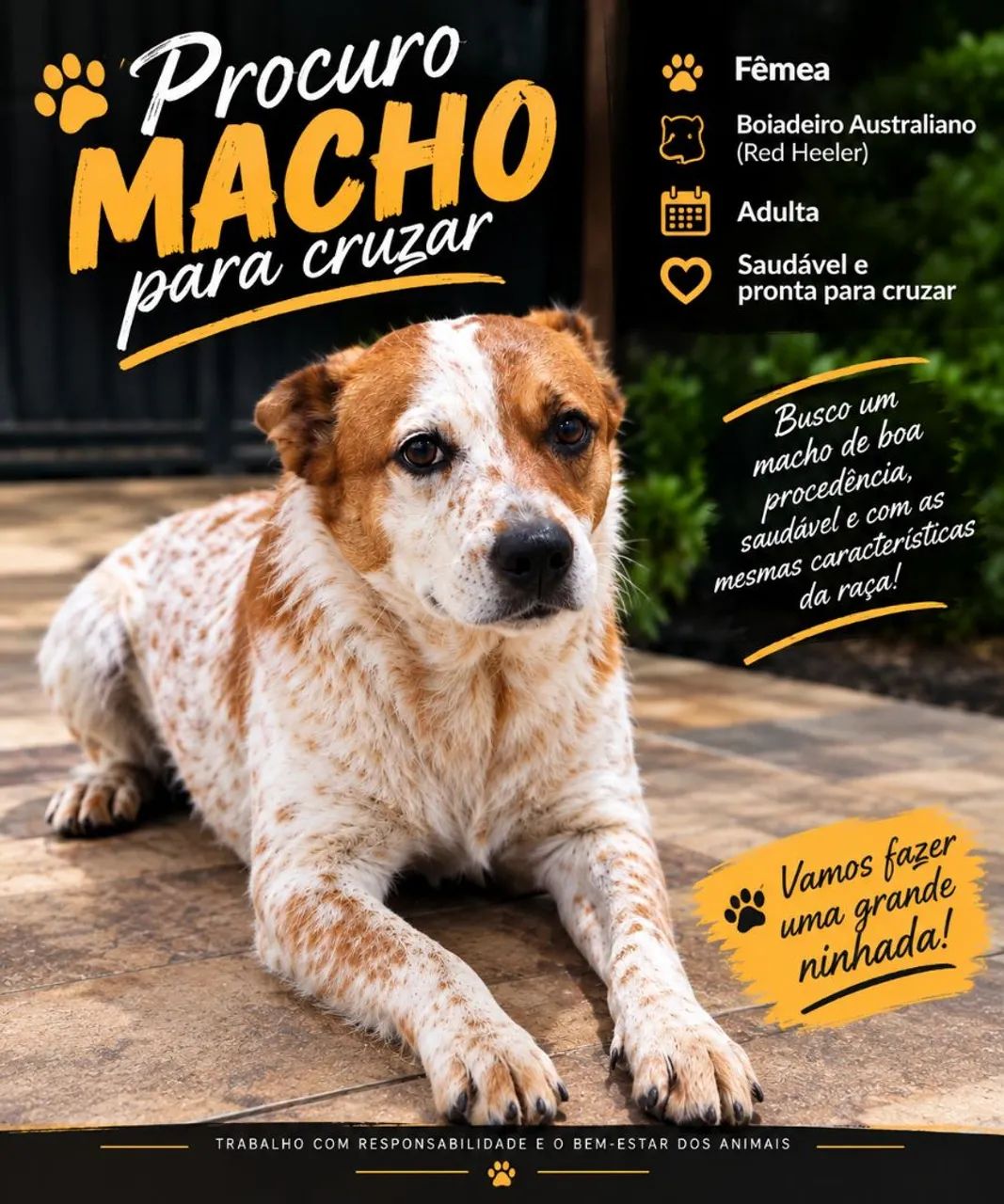 Boiadeiro Australiano